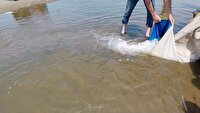 رهاسازی بچه ماهیان کپور در رودخانه خشت سر محمودآباد