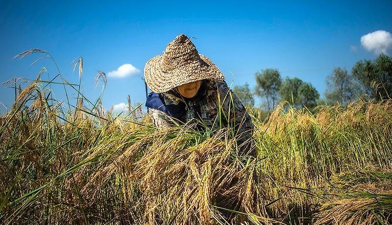 جیب پرپول دلالان با برنج ۳۰۰ هزار تومانی؛ باز هم برنجکاران شمالی قربانی ‌شدند!