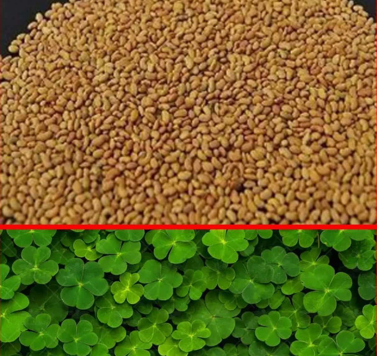 پیام مازند