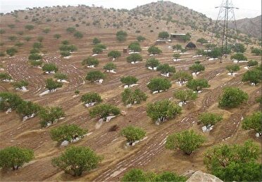 روند کاهشی فرسایش خاک در اراضی شیب دار مازندران