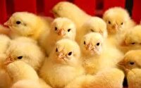 جوجه‌ریزی بیش از ۱۲.۸ میلیون قطعه‌ای در ساری