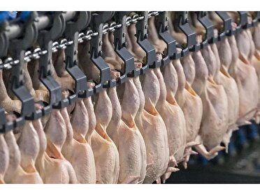 مازندران نبض بازار مرغ تهران؛ ارسال ۷۰۹ تن گوشت در یک روز
