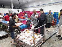 بازار مرغ مازندران زیر ذره‌بین جهاد کشاورزی