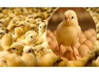 جوجه‌ریزی بیش از ۴ میلیون قطعه در مرغداری‌های بابلسر