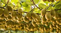 پیش‌بینی صادرات ۶۰ میلیون دلاری کیوی ازمازندران