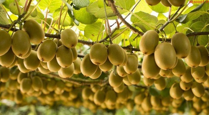 پیام مازند