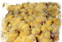 رکورد تاریخی تولید جوجه یک‌روزه گوشتی در مازندران