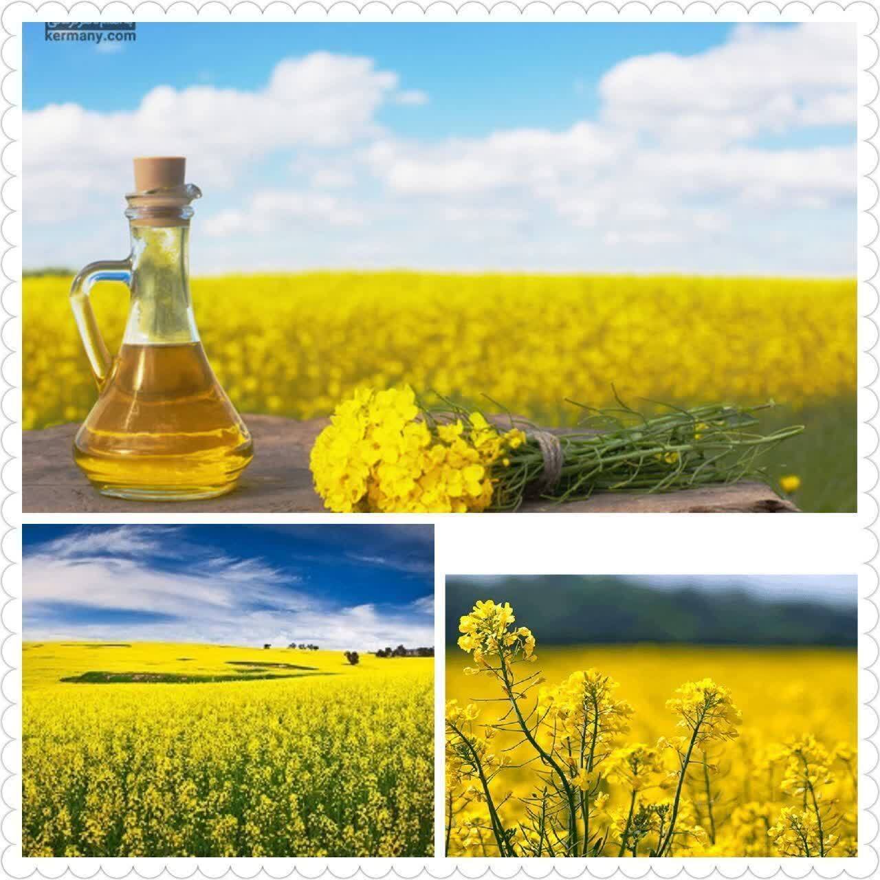 پیام مازند