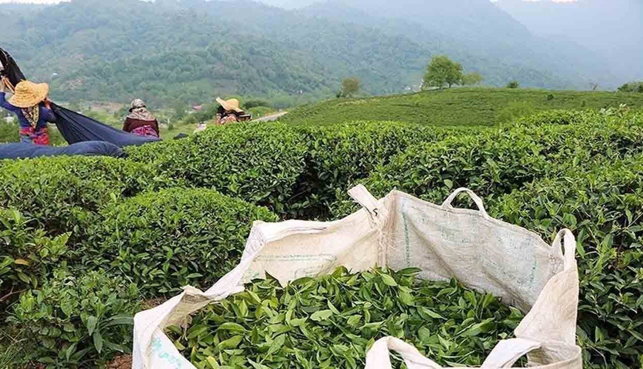 تولید چای به ۲۴ هزارتن می‌رسد