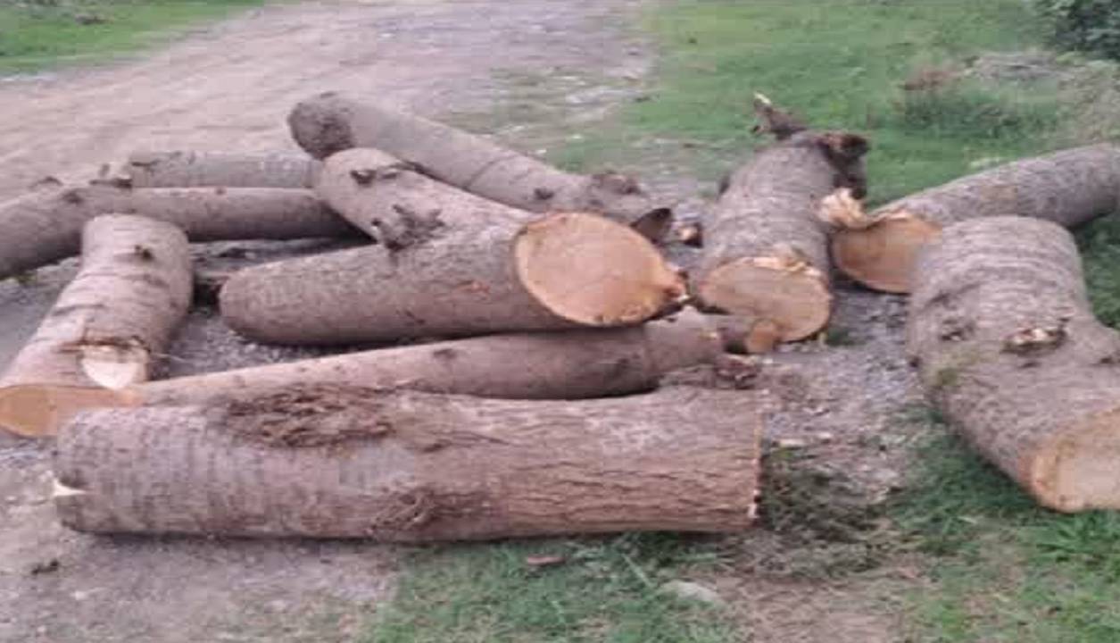 دستگیری عامل قطع درختان هیرکانی در نور