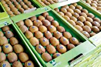 آغاز صادرات کیوی مازندران به بازار‌های جهانی