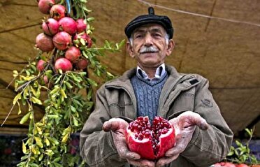 برگزاری جشنواره بزرگ انار اشرف