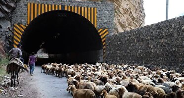 بسته شدن جاده چالوس برای عبور احشام
