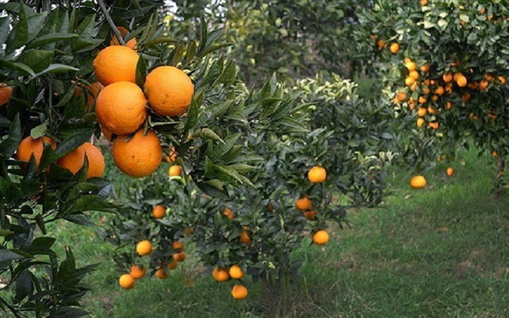 پیام مازند