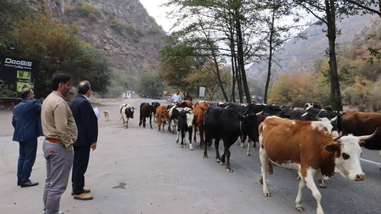 پایان فصل تعلیف در مراتع کوهستانی غرب مازندران