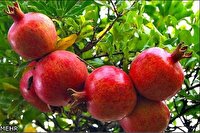جشنواره‌ای با طعم ترش و شیرین در بهشهر