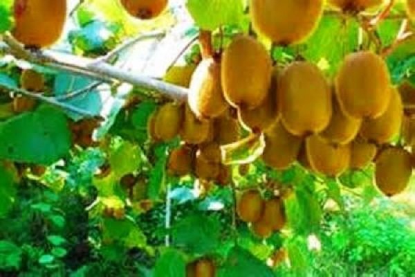 پیام مازند