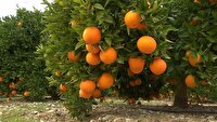 پیش‌بینی برداشت بیش از ۱۳۵ هزار تن مرکبات در جویبار