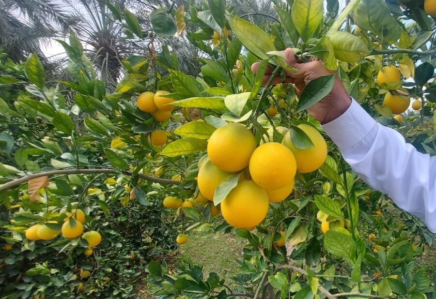 پیام مازند