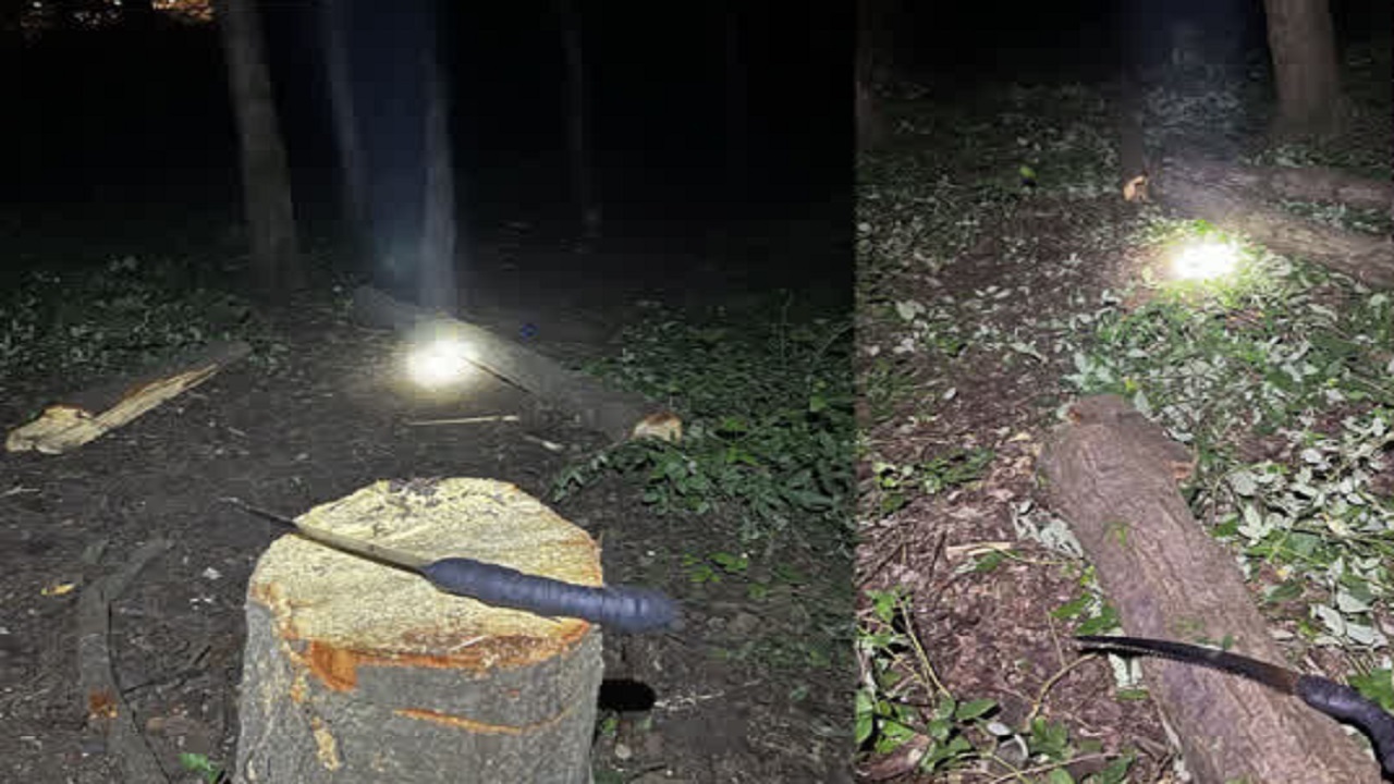 دستگیری متخلف قطع درختان جنگلی در قائمشهر