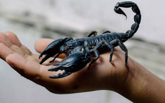 عقرب، جانوار بی آزار!