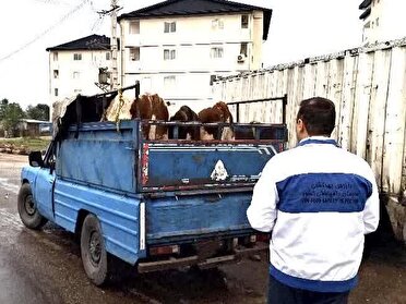 استقرار گشت‌های نظارتی دامپزشکی در محورهای ورودی مازندران