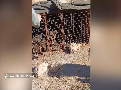 زنده‌گیری خرس مهاجم در ورزنه بابل