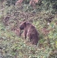 تلف شدن خرس در برخورد با قطار در زیراب