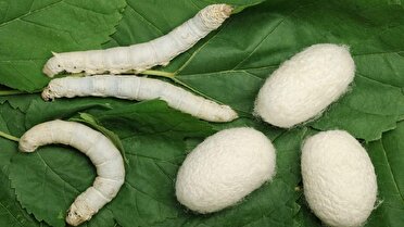 مازندران، رتبه چهارم کشور در تولید پیله تَر  ابریشم