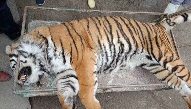 تلف شدن ببر «ونداد» در سافاری الیمالات؛ علت مرگ در دست بررسی