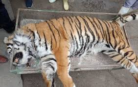 بررسی علت مرگ ببر و شیر در  پارک حیات‌وحش «مایا»