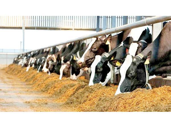 توزیع بیش از ۱۲۰۰ تن نهاده دامی یارانه‌ای در کلاردشت