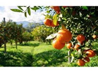 پیش‌بینی برداشت بیش از ۱۴۵ هزار تن مرکبات از  باغاهای سیمرغ