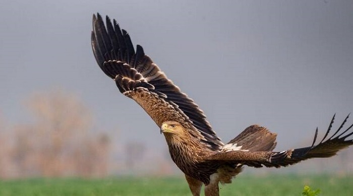 پلیس ناجی پرنده شکاری کمیاب ۸۰ میلیارد ریالی