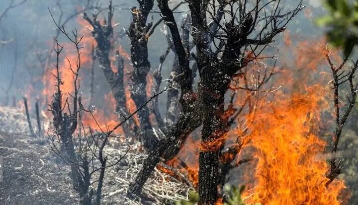 بخشی از جنگل‌های کلاردشت دچار آتش‌سوزی شد