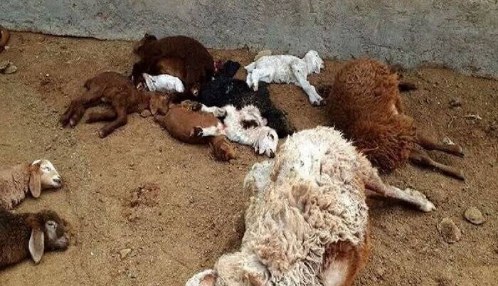 حمله پلنگ به دام‌ کجوری‌ها؛ دهیار «نیتل» برای مهار شبیخون درخواست کمک کرد