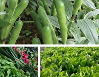 پیش‌بینی تولید ۵۸ هزار تن سبزیجات پاییزه در بابل