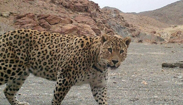 جست‌وجو برای زنده‌گیری پلنگ مهاجم در کجور ادامه دارد
