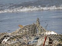 صید ۳۶۰ تنی صیادان مازندران در ۴۵ روز