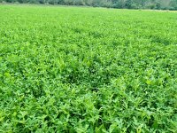 کشت پاییزه در ۶۲۰ هکتار از اراضی کشاورزی سوادکوه شمالی