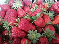 رتبه دوم مازندران در تولید توت فرنگی