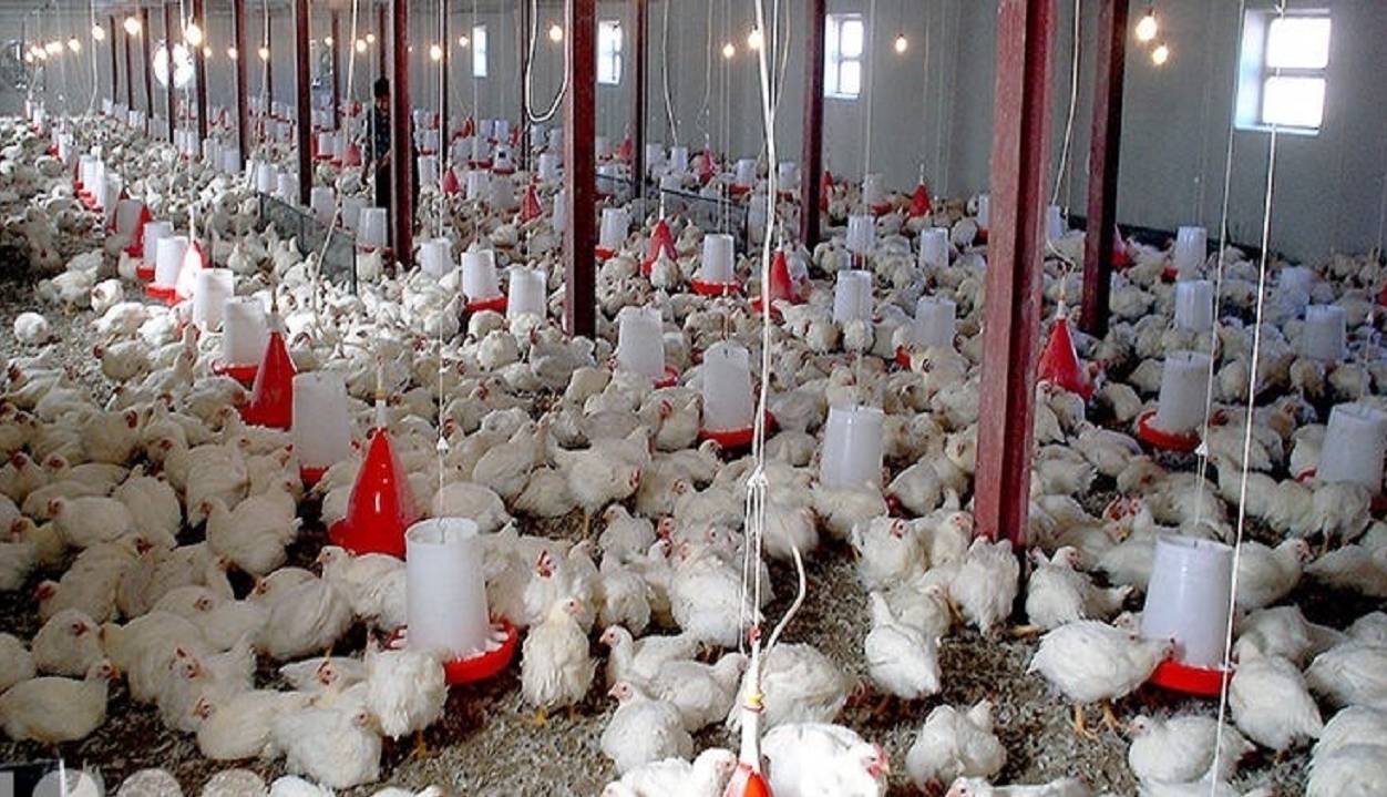 احتکار ۵۴ هزار کیلو گرم مرغ زنده؛ مرغدار متخلف ۷ میلیارد جریمه شد