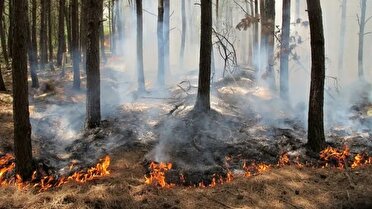 علت ماندگاری آتش در جنگل‌های الیت