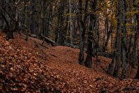 مسدود شدن مسیر‌های منتهی به جنگل‌های تنکابن