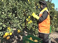 صادرات ۲۰ هزار تنی مرکبات و کیوی مازندران به بازارهای جهانی