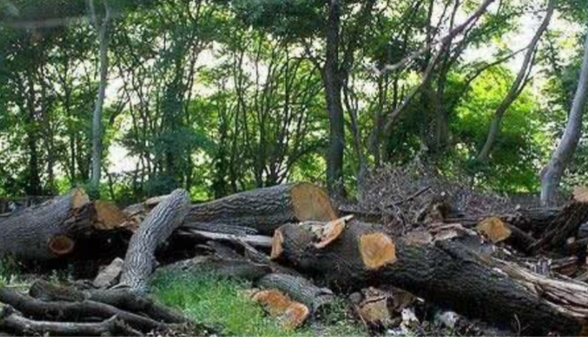 بازداشت قاچاقچیان چوب در آمل