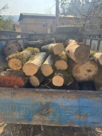 قاچاقچی سابقه‌دار چوب در جنگل‌های بابل دستگیر شد