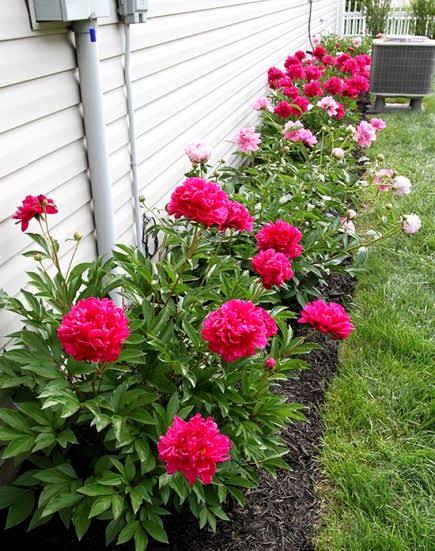 گل صد تومانی درمانگر تشنج