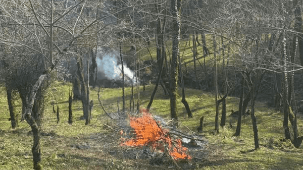 آتش‌افروز جنگل‌های بندپی شرقی بابل دستگیر شد