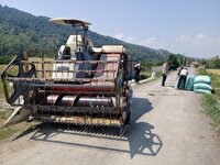 تولید ۳۶ هزار تن برنج سفید در نور با برداشت مکانیزه